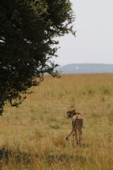 Gu&eacute;pard dans la savane 