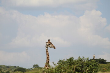 GIRAFE AU DESSUS DES ARBRES 