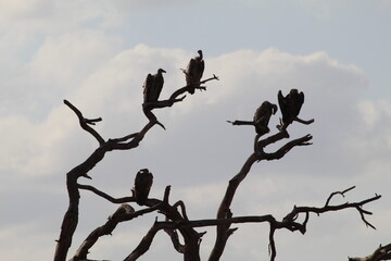 Vautours dans un arbre au Kenya 
