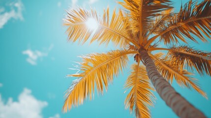 Palm tree against a bright blue sky with the sun shining through the leaves.