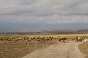Troupeau de gnous dans la savane 