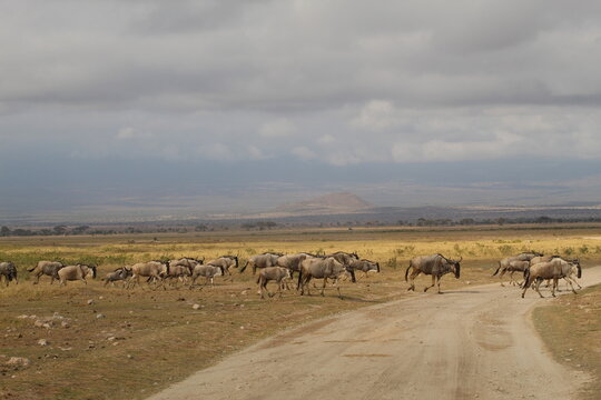 Troupeau de gnous dans la savane 