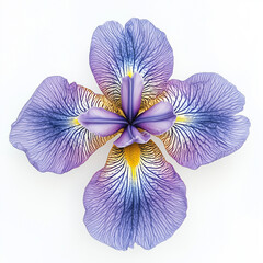 Top View of a Vibrant Purple and Yellow Iris Flower