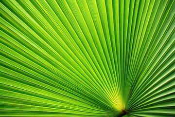 Fototapeta premium Abstract green texture background of stripped palm leaves, perfect for wide-angle shots