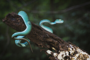 Cryptic Green Pitviper - Trimeresurus Cryptographicus blue body coiled on rotten log. Rare new species snake pit viper can change its finery in limestone forest ecosystem Phitsanulok Thailand.