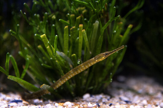 Longsnout pipefish in Cape town aquarium. Marine life around africa's coast. Leptonotus norae on the bottom.  Slim and long small fish is hiding in seagrass. 