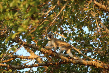 Singe dans un arbre au Kenya 