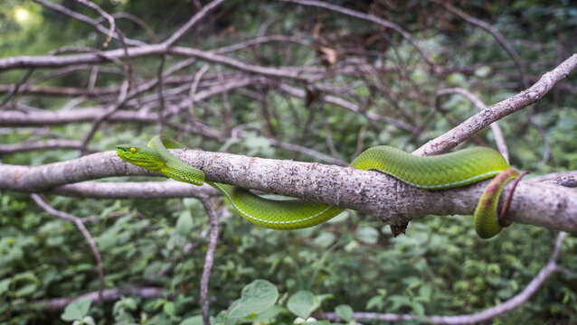 Snake with hemotoxic venom dangerous to the blood system. Female Gumprecht's pit viper - Trimeresurus gumprechti coiled around a dry tree branch in the northern forests of Thailand.