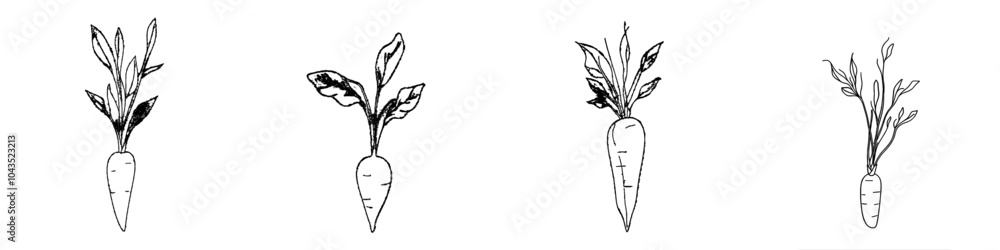 Poster modern illustration of carrots in continuous line art style. black linear drawing of carrot plant is