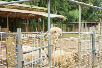 飼育されている羊とアルカパ
