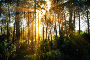 Beautiful forrest view from the north of Tunisia