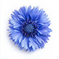 Top View of a Vibrant Blue Cornflower in Full Bloom