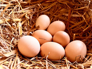 Farm fresh organic chicken eggs in a straw nest , agriculture, sustainable, livestock, natural, fresh, healthy, farming, eggs in the nest, Brown chicken eggs in a nest