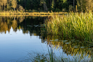 beautiful landscape with a small forest lake, pure lake in the evening light, calm summer © ANDA