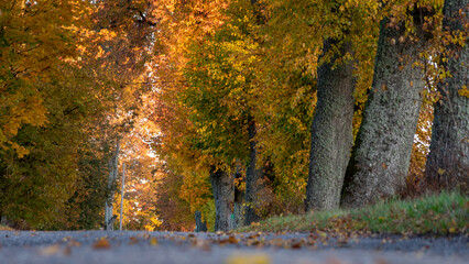 bright autumn landscape, alley of colorful trees, beautiful autumn colors in nature