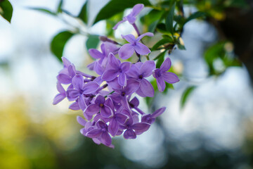 lilac flowers of sky