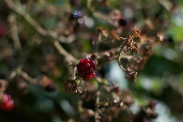 Baya roja en la Naturaleza