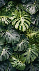 Fototapeta premium Green Plant With Large Leaves Close Up