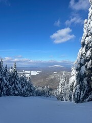 snow covered trees