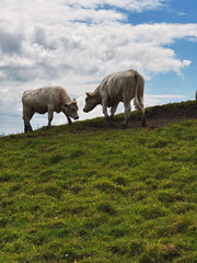 Obraz premium herd of cows