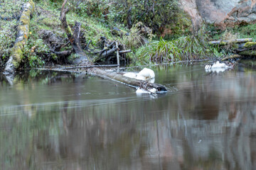 rapid flow of a wild river, blurred water surface, autumn in nature, Braslas river