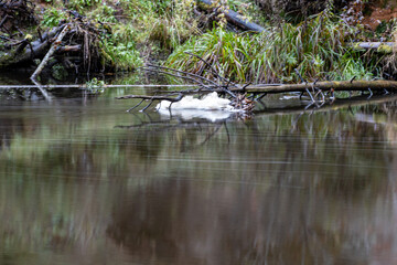 rapid flow of a wild river, blurred water surface, autumn in nature, Braslas river