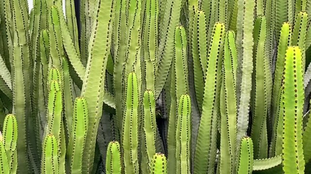 The Canary Island spurge (Euphorbia canariensis) as a nature background.The Cardon canario cactus plants in Tenerife,Spain,4k