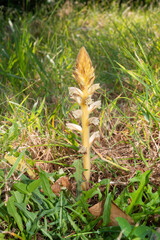 Orobanche à petites fleurs, Orobanche minor