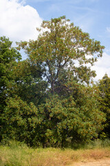 Fototapeta premium Érable sycomore,.Acer pseudoplatanus