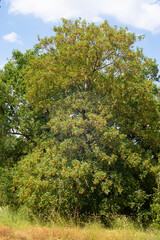 Fototapeta premium Érable sycomore,.Acer pseudoplatanus