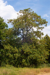 Obraz premium Érable sycomore,.Acer pseudoplatanus