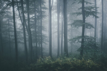 fog in the forest