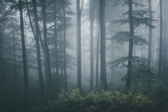 Fototapeta fog in the forest