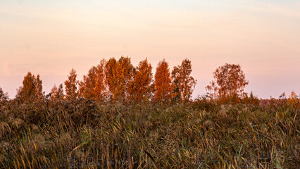 peculiar sunrise landscape of overgrown and flooded peat fields, bog ponds, bird nest