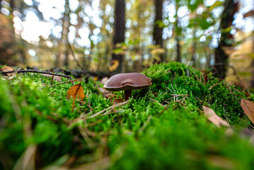 The brown bay bolete grows in its natural environment, in the forest litter.