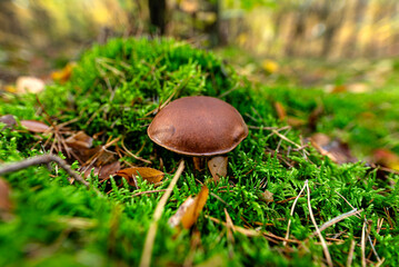 The brown bay bolete grows in its natural environment, in the forest litter.