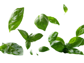 Fresh green basil leaves floating against a white background.