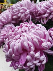 Obraz premium pink dahlia flower 