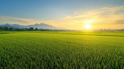 Obraz premium A serene landscape of green rice fields under a sunrise with mountains in the background.