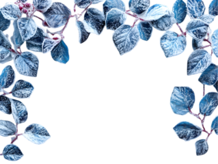 Frost-covered blue leaves frame with a dark background.