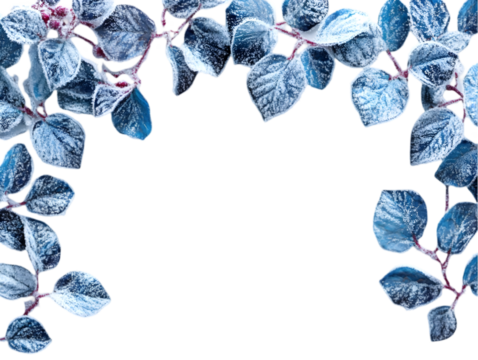 Frost-covered blue leaves frame with a dark background.