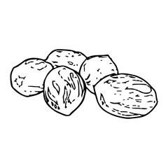 Hand-drawn illustration of nutmeg