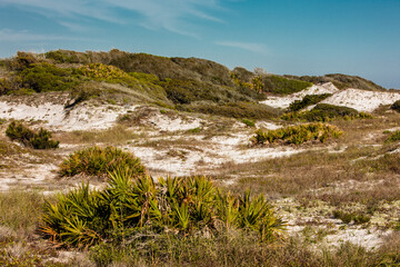 Palmettos help stabliize Florida sand dunes at Topsail Hill Preserve State Park, Santa Rosa Beach, Floria