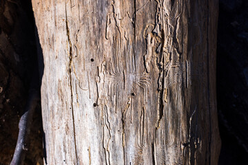 Evidence of bark beetles on wood