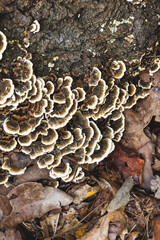 Turkey tail mushrooms on decaying tree bark