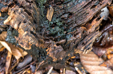 Wet decaying tree stump