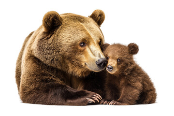 Fototapeta premium Female brown bear mom and her cub isolated on white Transparent background 