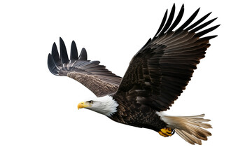 A stunning image of an American bald eagle soaring through the air, wings fully extended. Isolated on a white background,