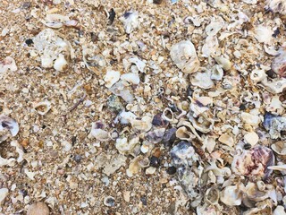 Seashell on sand the beach