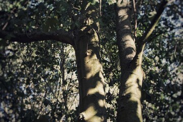 Ojo en el tronco de un árbol